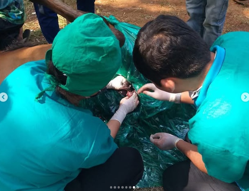 Equine Gelding Camp 2020
